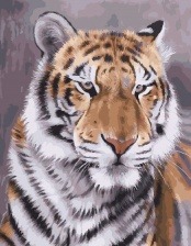 Картина по номерам Paintboy GX 27473 Взляд тигра 40x50 см