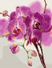 Картина по номерам Paintboy PK 33001 Редкий цветок 40x50 см