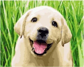 Картина по номерам Paintboy GX 36514 Игривый щенок 40х50 см