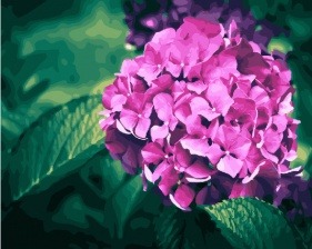 Картина по номерам Paintboy GX 28771 Нежная гортензия 40x50 см
