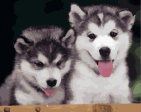 Картина по номерам Paintboy PK 24098 (GX 28235) Маленькие хаски 40x50 см