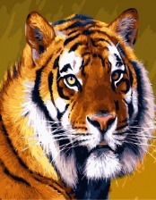 Картина по номерам Paintboy GX 30661 Портрет. Тигр 40x50 см