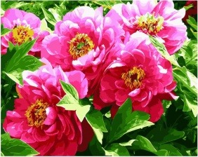 Картина по номерам Paintboy GX 27740 Пионы распустились 40x50 см