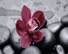 Картина по номерам Paintboy GX 26622 Орхидея на камнях 40x50 см