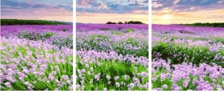 Картина по номерам ТРИПТИХ Paintboy PX 5241 Поле весенних цветов 3 шт. 40x50 см