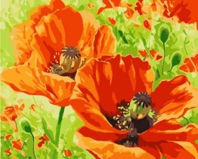 Картина по номерам Paintboy GX 7277 Солнечные маки 40x50 см