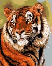 Картина по номерам Paintboy GX 33114 Тигр 40x50 см