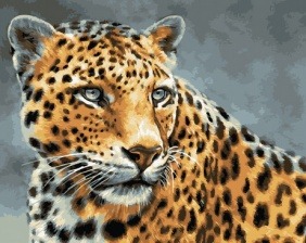 Картина по номерам Paintboy GX 32198 Леопард 40х50 см