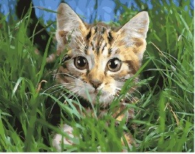 Картина по номерам Paintboy GX 29634 Котёнок в траве 40x50 см