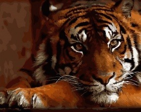 Картина по номерам Paintboy GX 27291 Красивый тигр 40x50 см