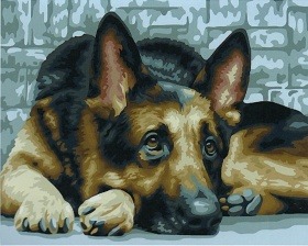 Картина по номерам Paintboy GX 22302 Немецкая овчарка 40x50 см