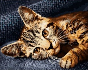 Картина по номерам Paintboy GX 31671 Котенок 40x50 см