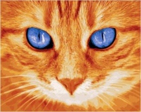 Картина по номерам Paintboy GX 32128 Голубоглазый рыжий кот 40x50 см