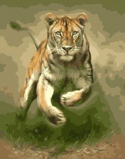 Картина по номерам Paintboy GX 32876 Тигриная прыть 40x50 см