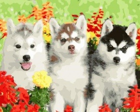 Картина по номерам Paintboy PK 24080 (GX 28209 ) Щенки хаски на траве 40x50 см