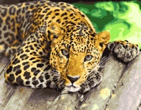 Картина по номерам Paintboy GX 29772 Пристальный взгляд 40x50 см