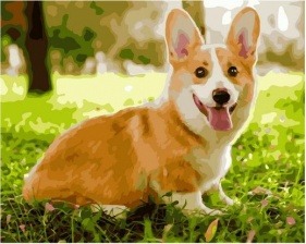Картина по номерам Paintboy GX 36871 Собака вельш-корги 40х50 см