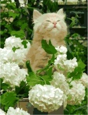 Картина по номерам Paintboy GX 32431 Довольный котенок 40х50 см