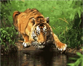 Картина по номерам Paintboy GX 33214 Тигр у водопоя 40x50 см