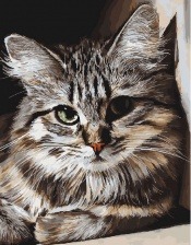 Картина по номерам Paintboy GX 27396 Красивый кот 40x50 см