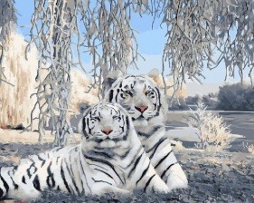Картина по номерам Paintboy GX 27562 Белые тигры 40x50 см