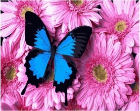 Картина по номерам Paintboy GX 34056 Бабочка на цветах 40x50 см