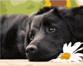 Картина по номерам Paintboy GX 33820 В ожидании друга 40х50 см