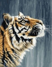 Картина по номерам Paintboy GX 27384 Тигр под дождем 40x50 см