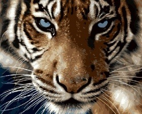 Картина по номерам Paintboy GX 8767 Взгляд тигра 40x50 см