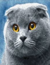Картина по номерам Paintboy GX 31143 Вислоухий шотландец 40x50 см
