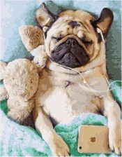 Картина по номерам Paintboy GX 34027 Мопс и музыка 40x50 см