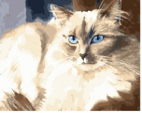 Картина по номерам Paintboy PK 30001 Пушистый красавец 40x50 см