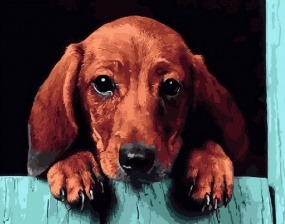 Картина по номерам Paintboy PK 33055 Такса 40x50 см