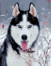 Картина по номерам Paintboy GX 30368 Довольный хаски 40x50 см
