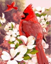 Картина по номерам Paintboy PK 24036 (GX 28126) Красный кардинал 40x50 см