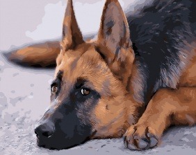 Картина по номерам Paintboy GX 30924 Овчарка 40x50 см